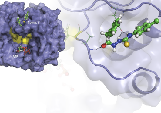 The proposed binding site of Compound V