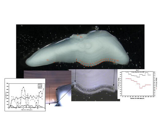 Combining analysis of different data types from single otolith section:...