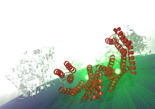 The interaction of 14-3-3 gamma with phospholipid membranes was studied using...