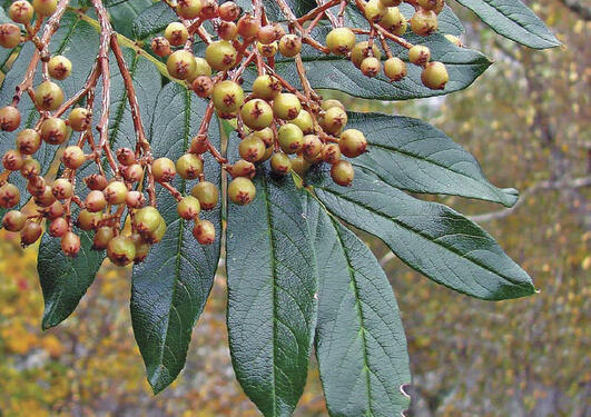 The Yearbook “Årringen” 2009