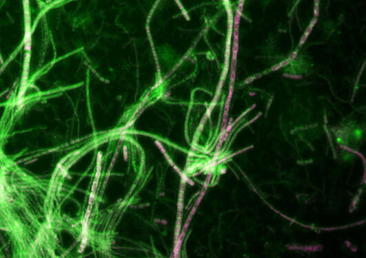 microbes fluorescence