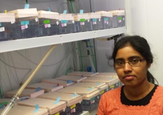 Geetha with her experimental guppies. All fish are reared in isolation, some...