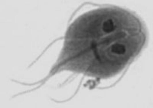 giardia behandling barn)