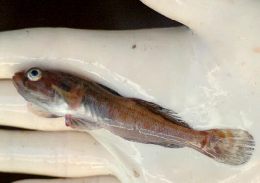 Will otoliths of this bearded goby shed light on to its life history?
