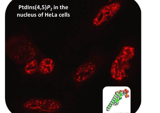 PtdIns(4,5)P2 in the nucleus