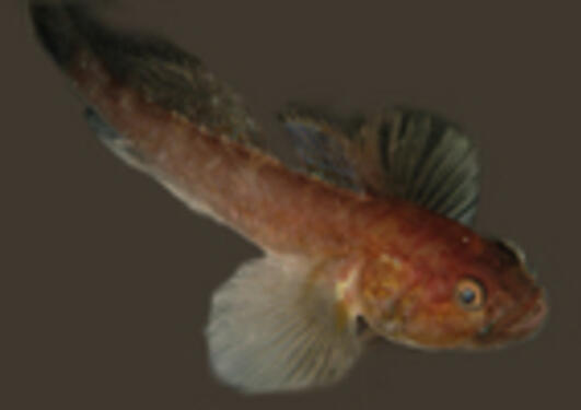 Benguela goby