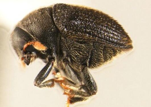 A bark beetle in the collections of Bergen Museum