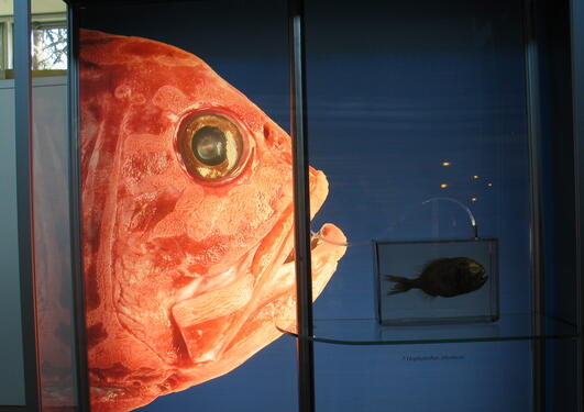 Deeper than Light  exhibtion