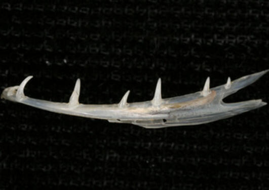 Jaw bone from a deep sea fish
