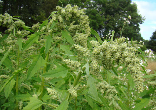 Chenopodium quinoa