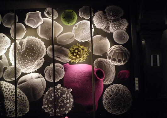 Pollenustillinge naturhistorisk 