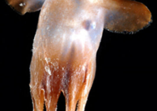 En såkalt "Dumbo"-blekksprut, som har fått navn på grunn av de ørelignende...