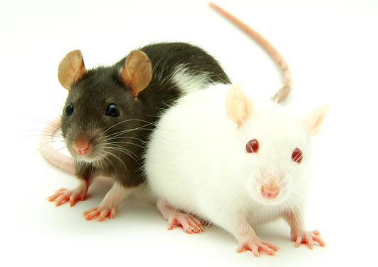 Laboratory mice