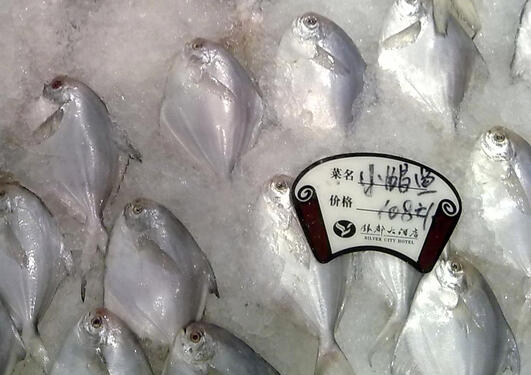 Pomfret (Pampus argenteus) for sale in a restaurant in China