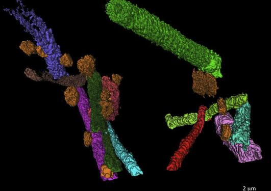 3D microfossil reconstructions