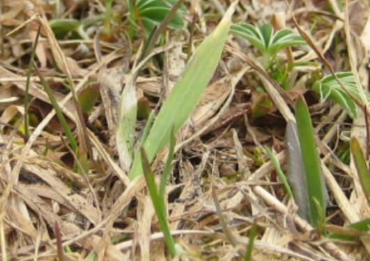 Alpine vegetation litter