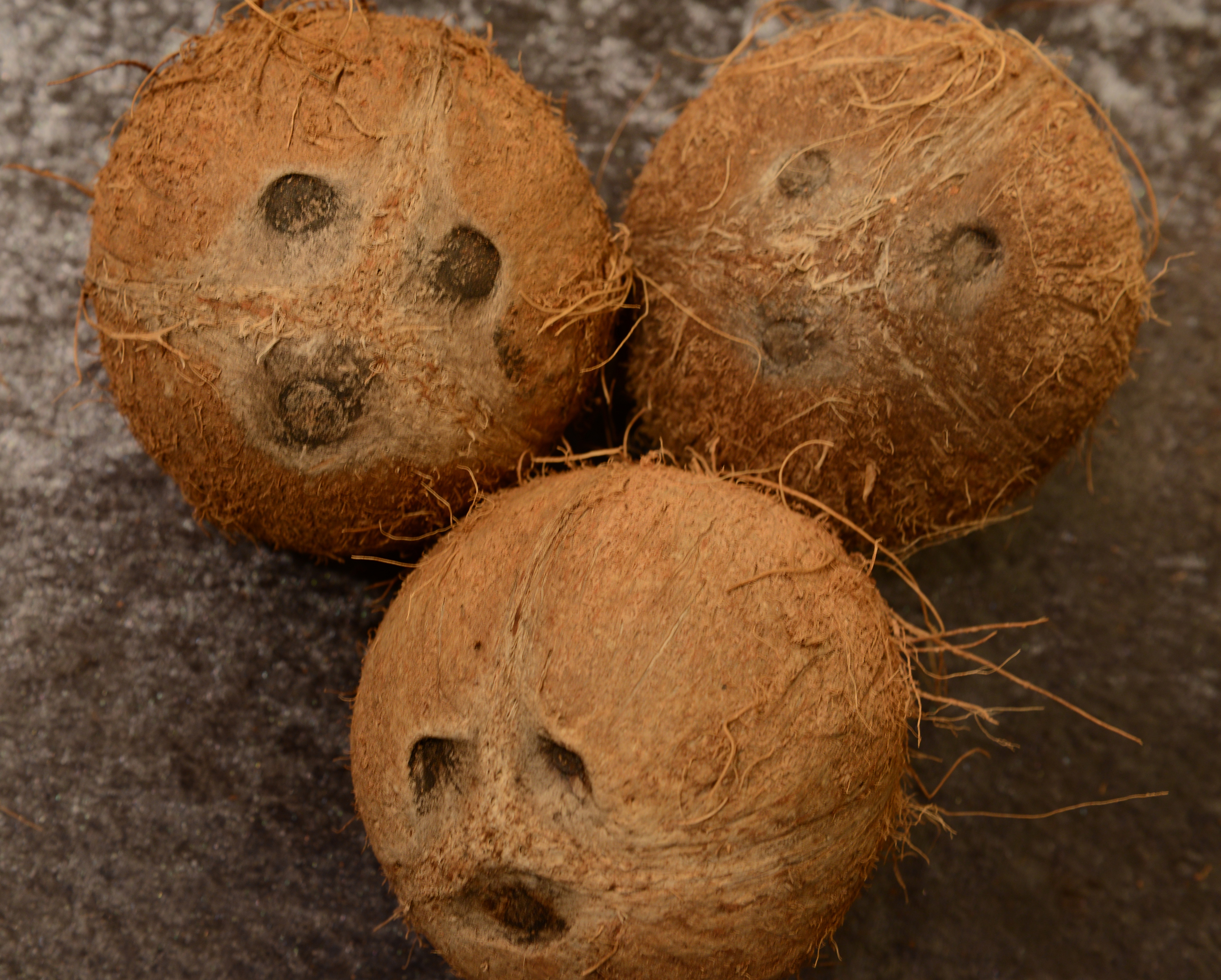 Kokos | Universitetshagene | UiB